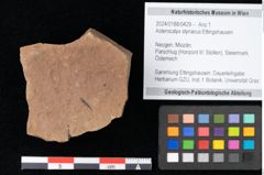 Foto (Objekt + Etikett) von Asterocalyx styriacus Ettingshausen (NHMW-GEO-2024-0188-0429)